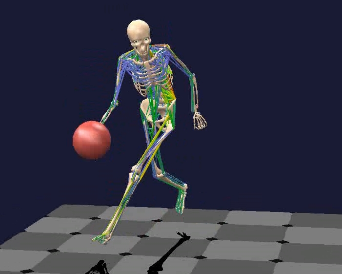 Biomechanical Modelling Software